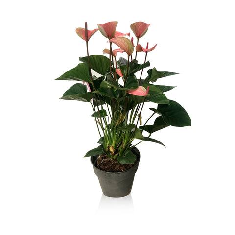 Anthurium con vaso