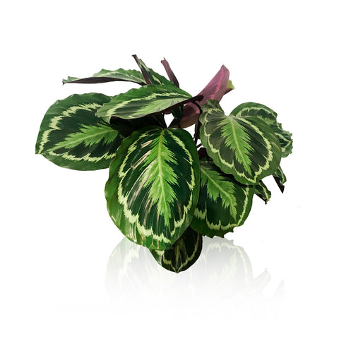 Calatea