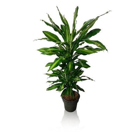 Dracena con vaso